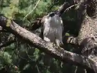 熊野神社(東京都)