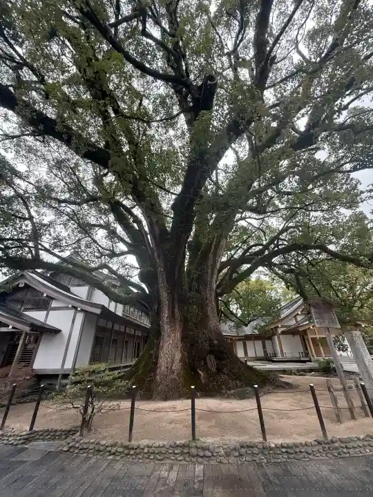 太宰府天満宮の{uncategorized: "未分類", other: "その他", undefined: "問題あり", building: "その他建物", grave: "お墓", sacred_gate: "鳥居", guardian: "狛犬", statue: "像", buddha: "仏像", history: "歴史", nature: "自然", garden: "庭園", animal: "動物", pagoda: "塔", temizu: "手水舎", mountain_gate: "山門・神門", sanctuary: "本殿・本堂", subordinate: "末社・摂社", art: "芸術", scenery: "景色", jizo: "地蔵", ema: "絵馬", goshuin: "御朱印", omikuji: "おみくじ", items: "授与品その他", amulet: "お守り", goshuincho: "御朱印帳", eats: "食事", festival: "お祭り", votive_dance: "神楽", shichigosan: "七五三参", wedding: "結婚式", experience: "体験その他", initially: "初詣", around: "周辺", anti_infection: "感染症対策"}
