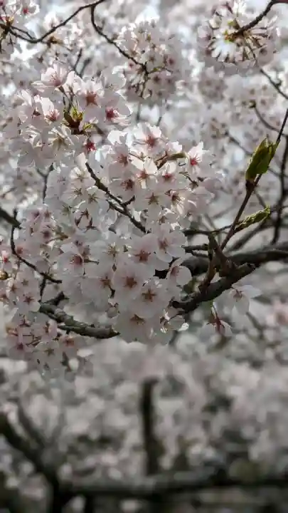 園城寺(三井寺)(滋賀県)