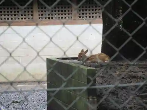 鹿島神宮の動物