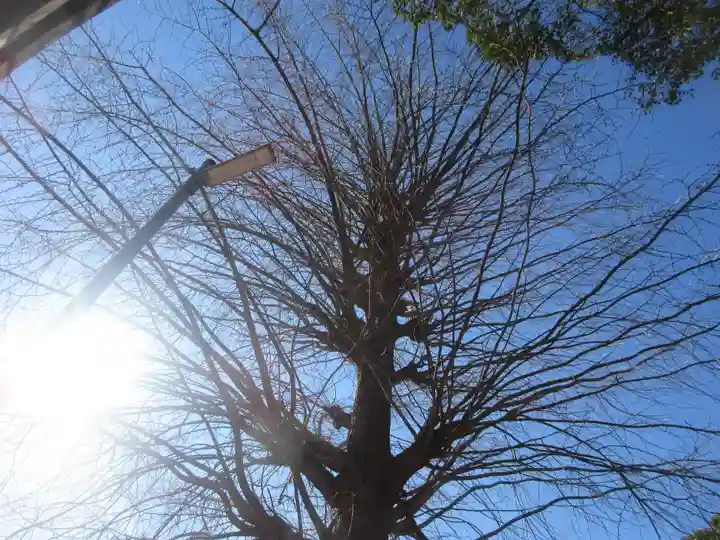 大久保青木神社の自然