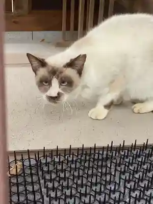 椿神明社の動物