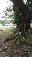 香取神社の自然