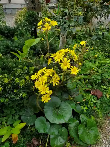 沙沙貴神社の自然