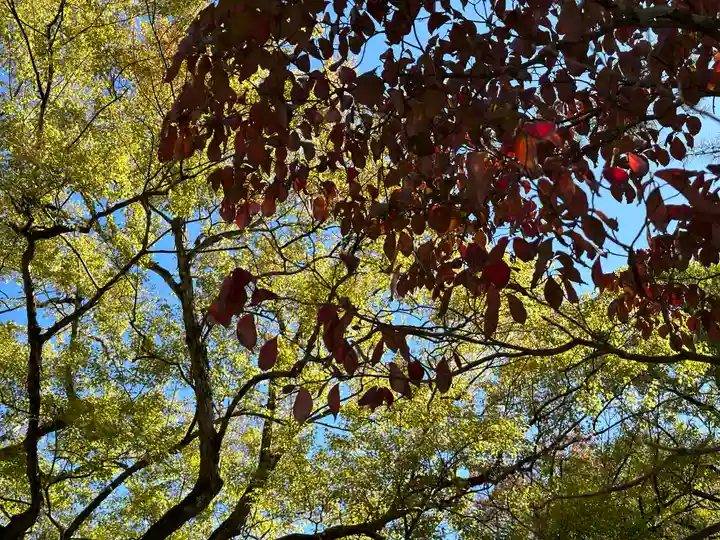 今宮神社の自然