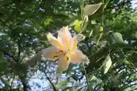 三春大神宮の自然