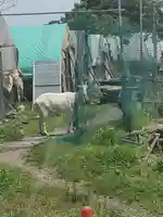 三日月神社の動物