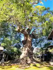 川津来宮神社の自然