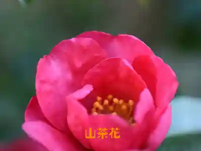 鏡石鹿嶋神社 *安産・開運・勝利の神さま*(福島県)