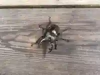 木舟山 順教寺の動物