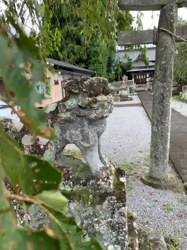 石村神社の狛犬