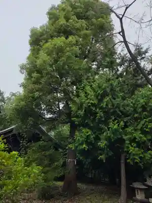 白鳥神社(神奈川県)