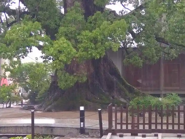 太宰府天満宮の自然