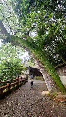 厳魂神社（金刀比羅宮奥社）(香川県)