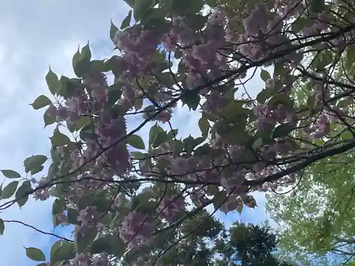 新琴似神社の自然