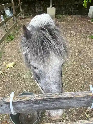 大石神社の動物