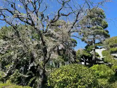 貞源寺の{uncategorized: "未分類", other: "その他", undefined: "問題あり", building: "その他建物", grave: "お墓", sacred_gate: "鳥居", guardian: "狛犬", statue: "像", buddha: "仏像", history: "歴史", nature: "自然", garden: "庭園", animal: "動物", pagoda: "塔", temizu: "手水舎", mountain_gate: "山門・神門", sanctuary: "本殿・本堂", subordinate: "末社・摂社", art: "芸術", scenery: "景色", jizo: "地蔵", ema: "絵馬", goshuin: "御朱印", omikuji: "おみくじ", items: "授与品その他", amulet: "お守り", goshuincho: "御朱印帳", eats: "食事", festival: "お祭り", votive_dance: "神楽", shichigosan: "七五三参", wedding: "結婚式", experience: "体験その他", initially: "初詣", around: "周辺", anti_infection: "感染症対策"}