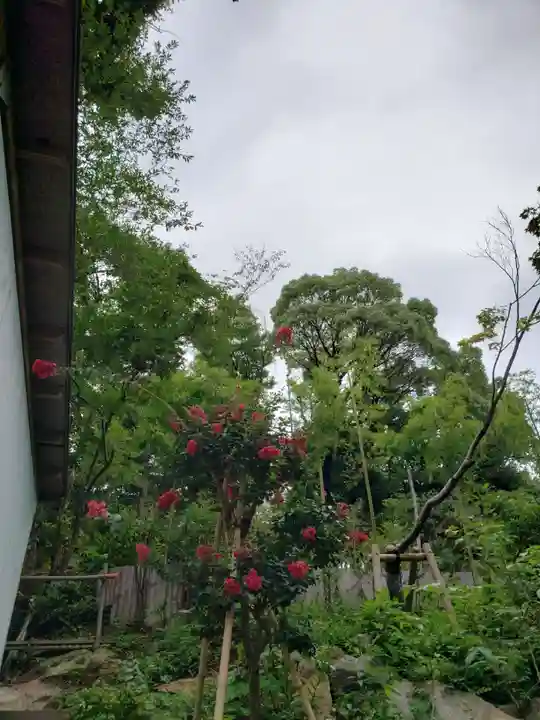 東郷神社の自然