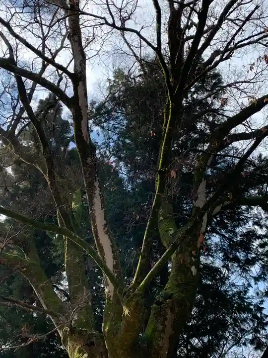 武田神社の自然
