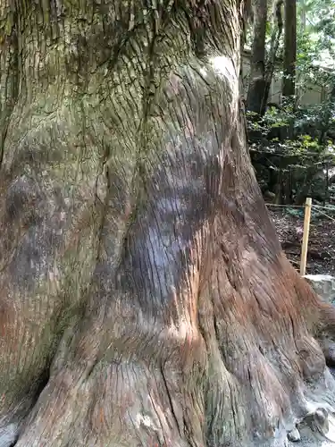 伊勢神宮内宮（皇大神宮）の自然