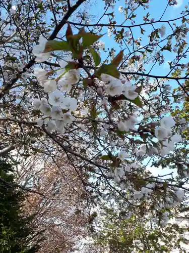 新琴似神社の自然