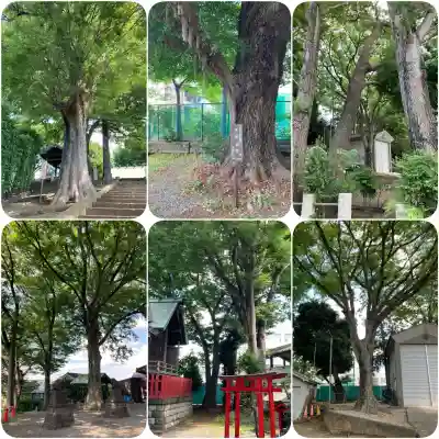 六角橋杉山大神(神奈川県)