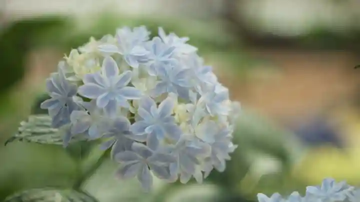 岡寺(龍蓋寺)(奈良県)