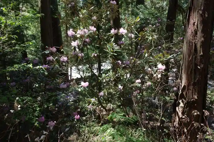 仁科神明宮の自然