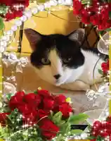 御霊神社の動物