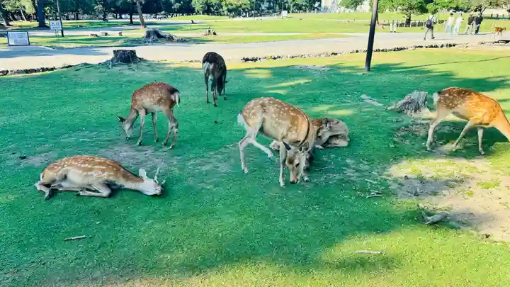 東大寺(奈良県)