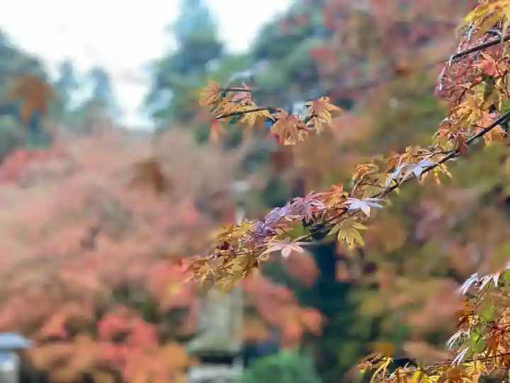 鰐淵寺(島根県)