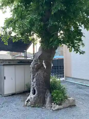 岩樟神社(兵庫県)