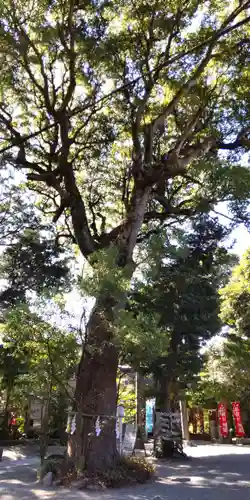 八雲神社（鎌倉・大町）の自然