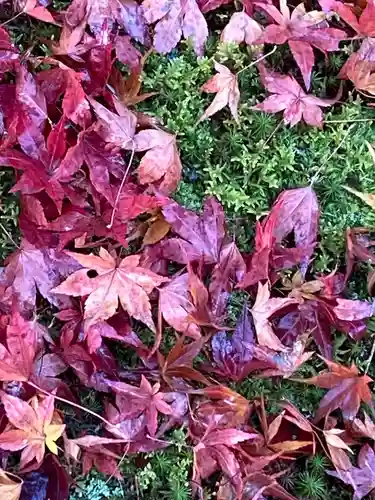 宝厳院(京都府)