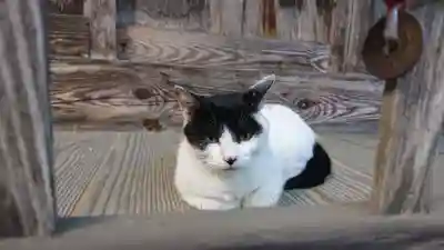 修那羅山安宮神社の動物