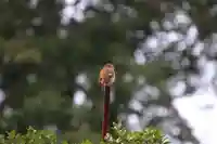 熊野福藏神社の動物