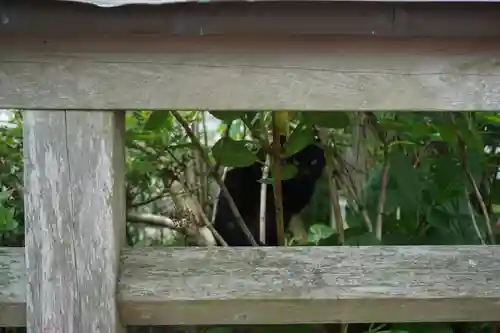 蚕影神社の動物