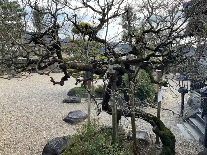 飛鳥寺の庭園