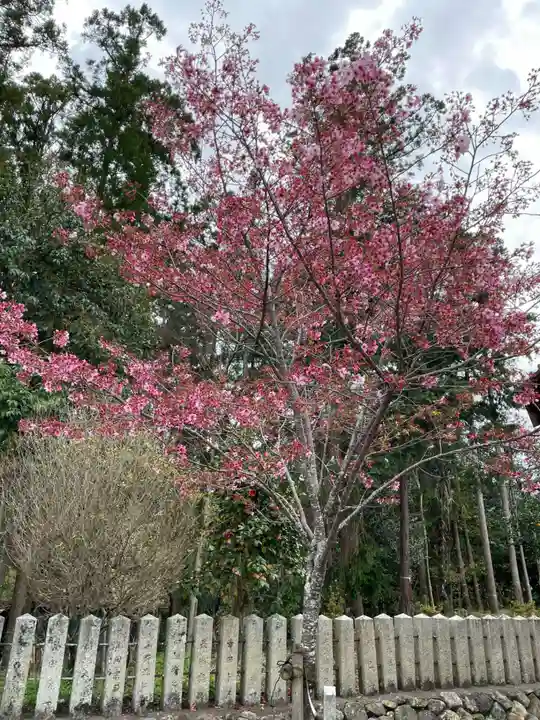 大歳神社(京都府)