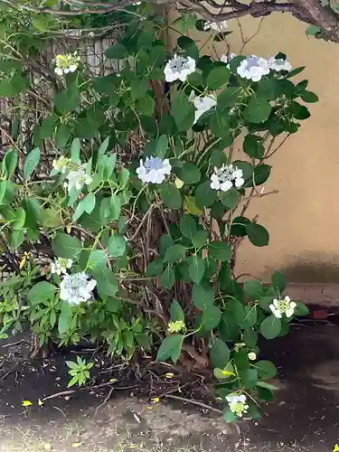 東神奈川熊野神社(神奈川県)