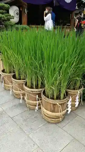 東京大神宮の庭園