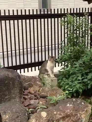 天王坊稲荷神社の動物