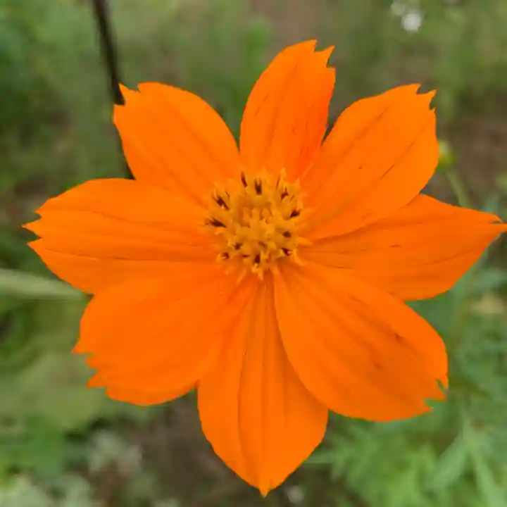 豊景神社の自然