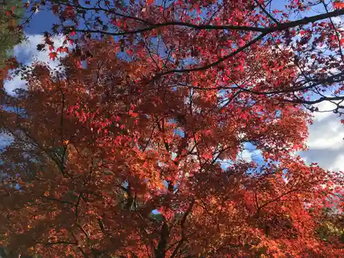 東福禅寺（東福寺）の自然