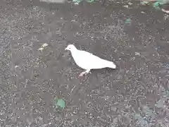 鶴嶺八幡宮の動物