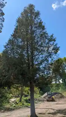 龍神社(美幌神社)の自然
