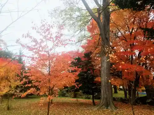 北海道護國神社の自然