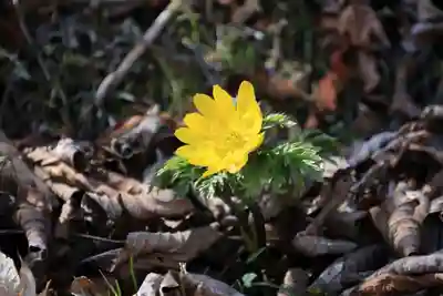 三春大神宮の自然