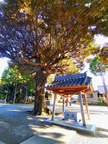 若宮白鳥神社（桜町）の手水舎