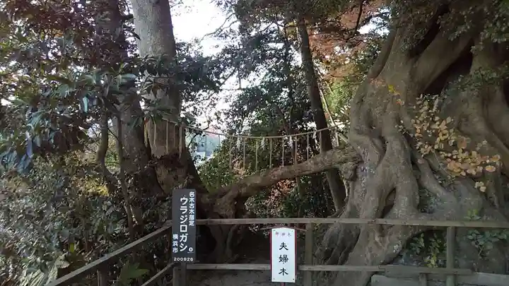 春日神社の自然